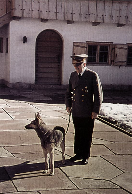 blondi-a-german-shepherd-was-gifted-to-adolph-hitler-as-a-v0-vkyacfg208t91.jpg