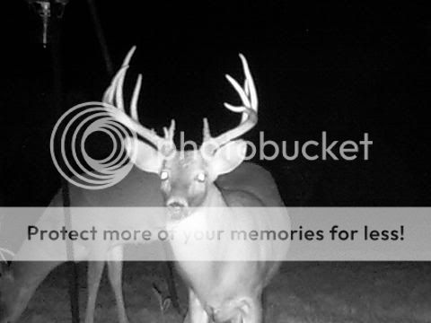 Buck1-1.jpg