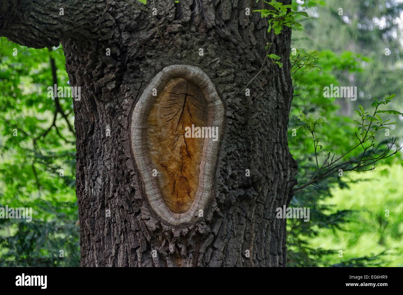 big-ear-of-tree-bark-in-garden-EG6HR9.jpg