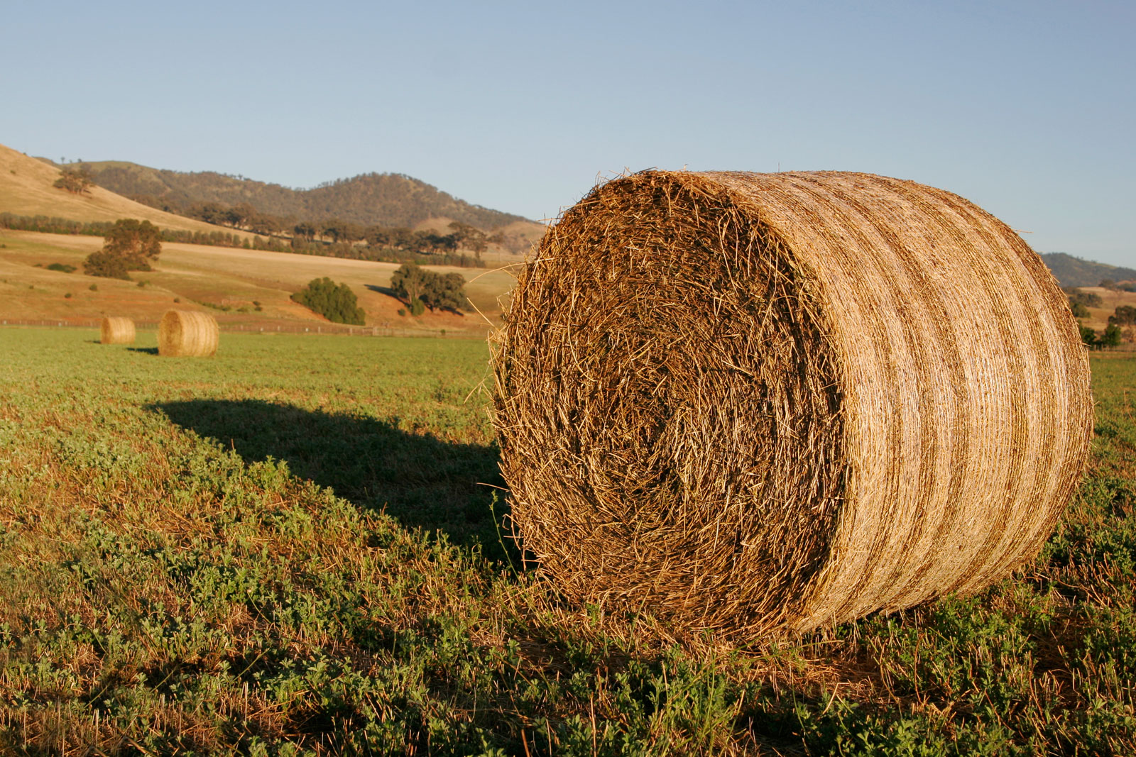 Round_hay_bale_at_dawn02.jpg