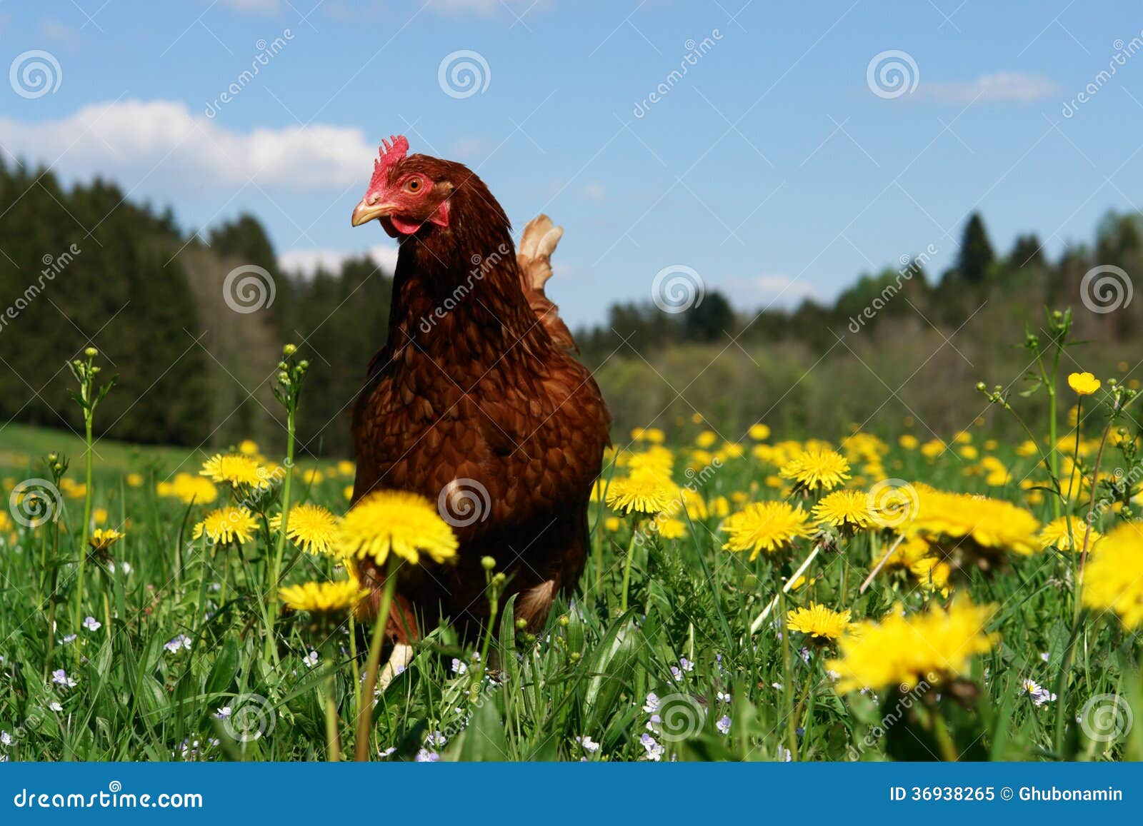 free-range-hen-beautiful-spring-meadow-outside-springtime-36938265.jpg