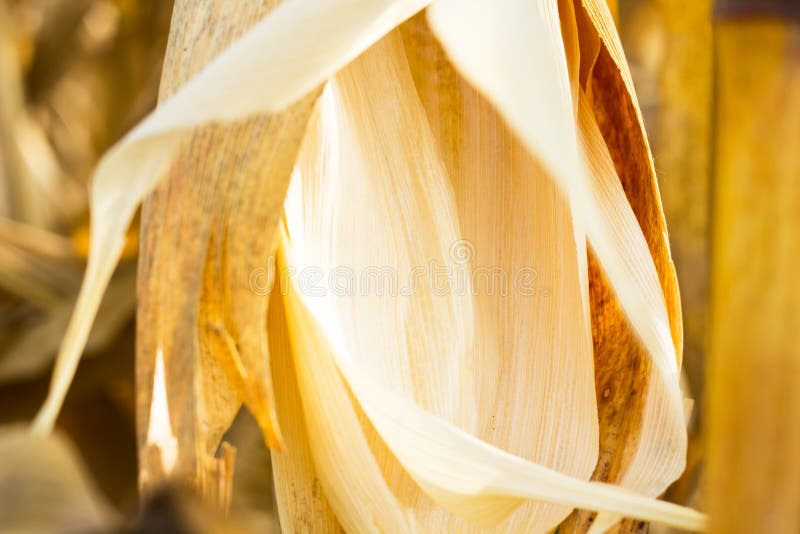 corn-husks-selective-focus-shallow-depth-field-59867751.jpg