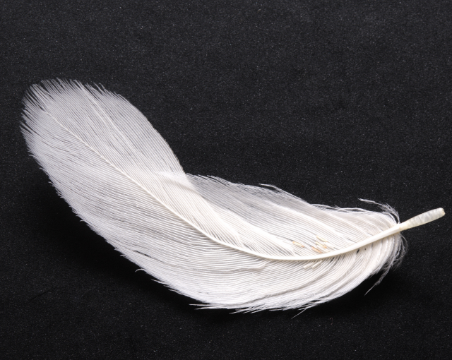 White-feather-640x510.png