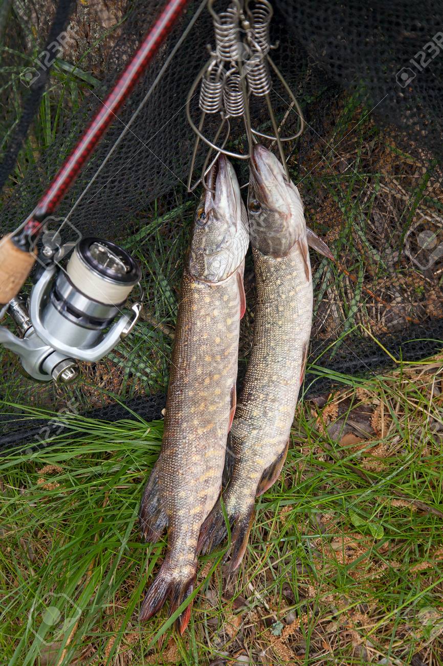113643499-freshwater-northern-pike-fish-know-as-esox-lucius-on-fish-stringer-and-fishing-equipment-fishing-con.jpg