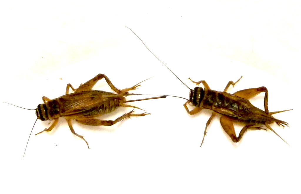 male-female-cricket.jpg