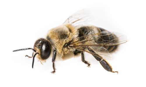 apis-mellifera-drone.jpg