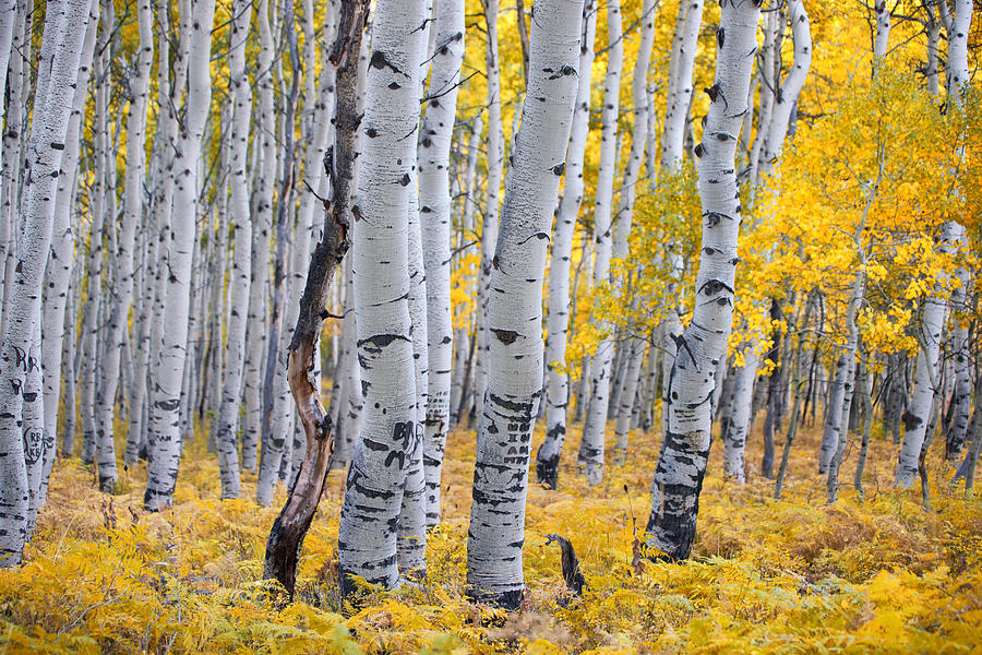 aspen-trees-carolyn-rauh.jpg