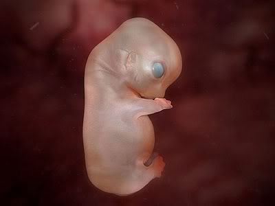 elephant-embryo.jpg