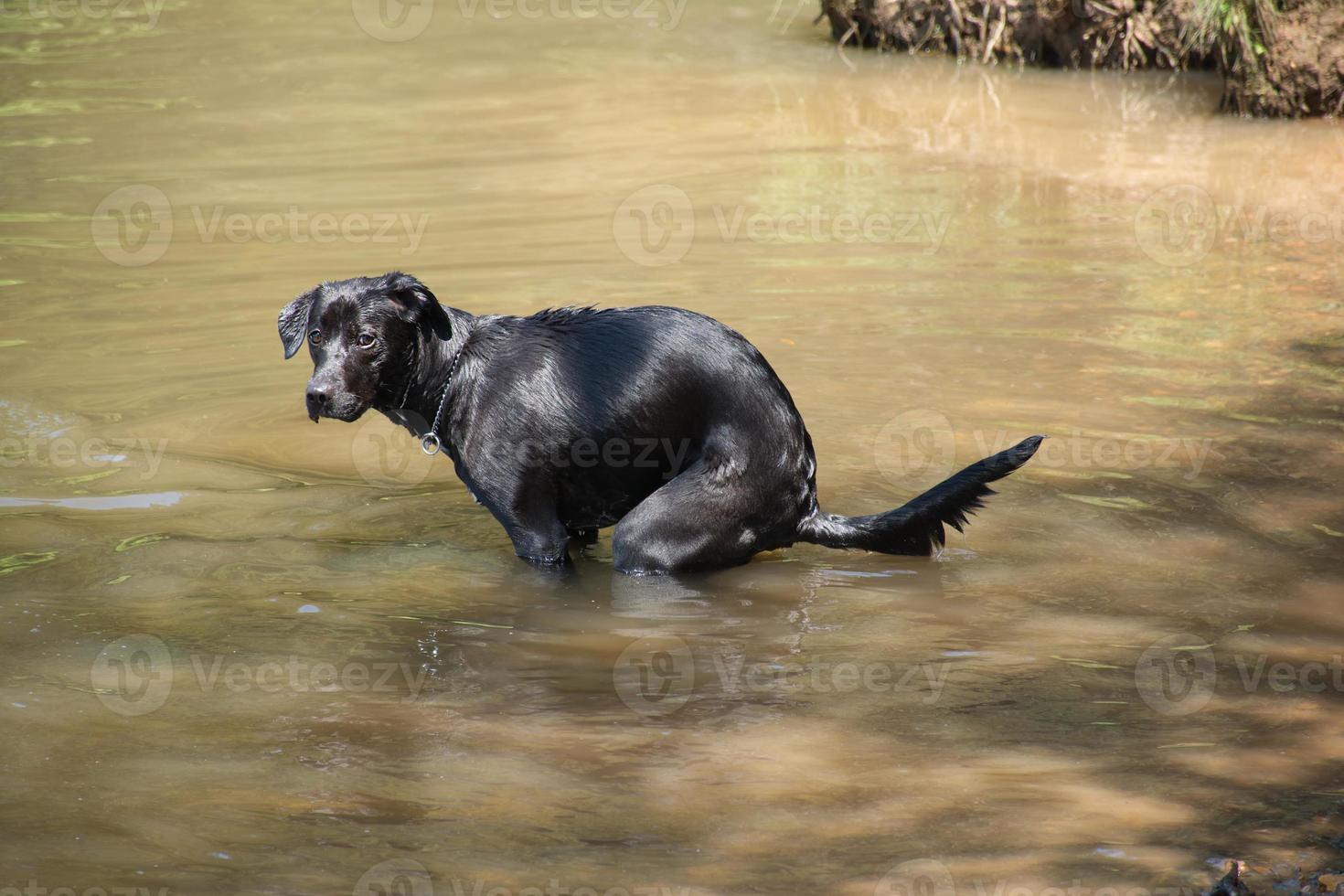 dog-pooping-in-water-photo.jpg