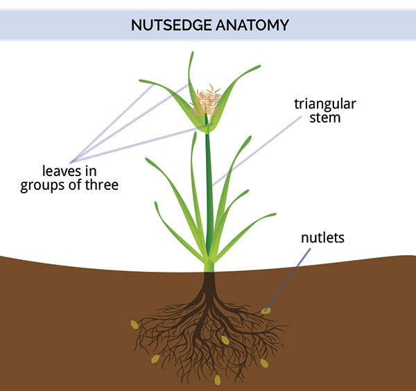 nutsedge_anatomy.jpg