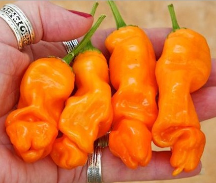 orange-peter-pepper.jpg