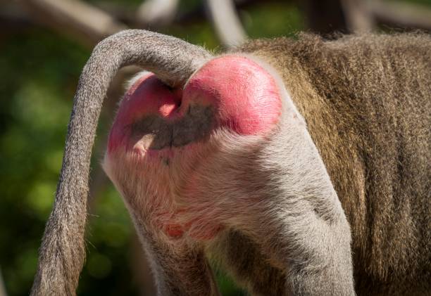 close-up-rear-end-buttock-of-wild-hamadryas-baboon.jpg