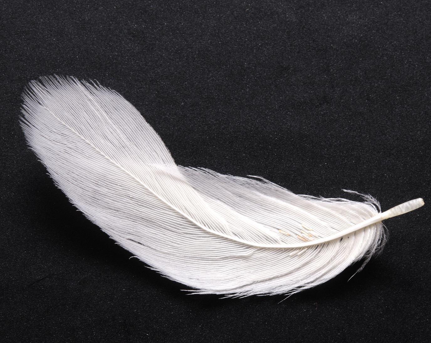 White-feather.png