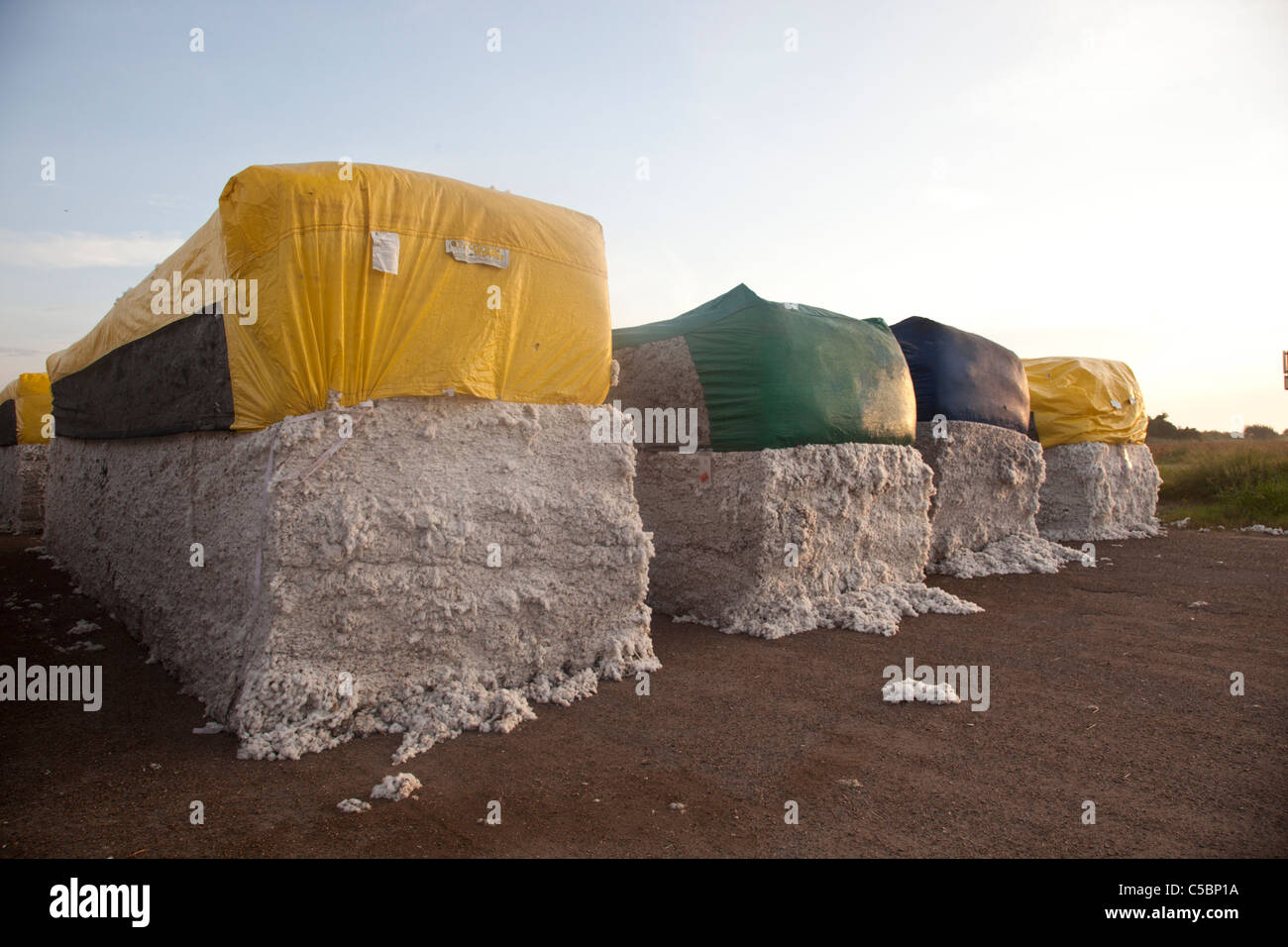large-cotton-bales-covered-with-yellow-tarps-sit-in-a-cotton-field-C5BP1A.jpg