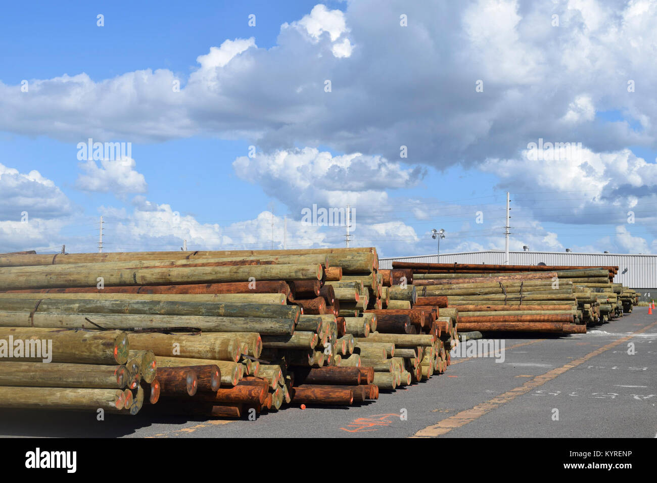 ponce-puerto-rico-pressure-treated-wooden-utility-poles-are-unloaded-KYRENP.jpg