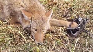 coyote-in-trap.jpg