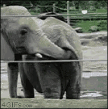 elephant-poop.gif