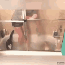 cat-love-bath.gif