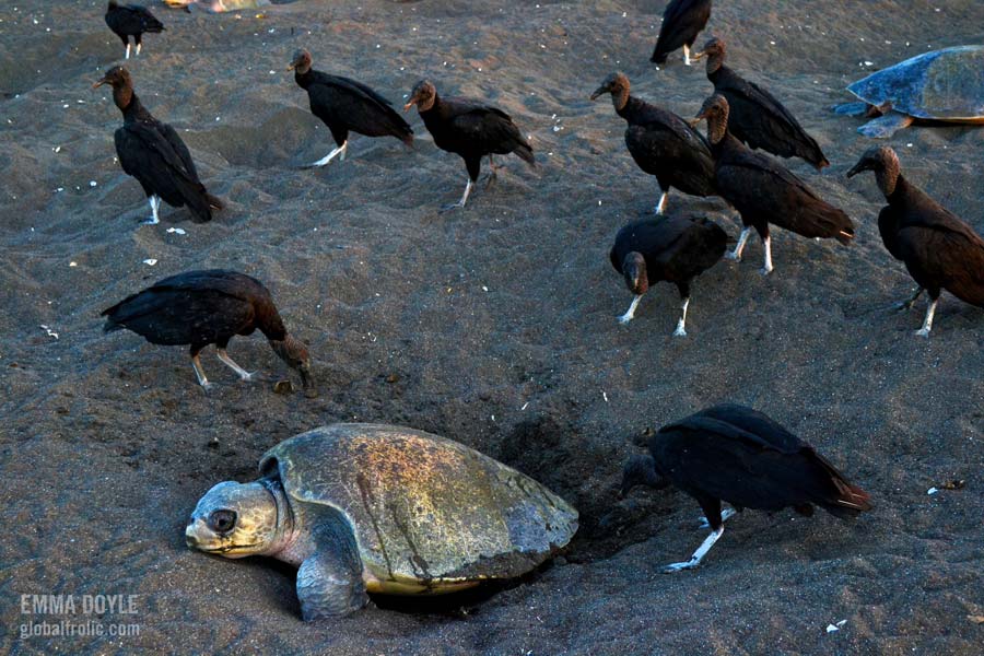 Olive-Ridley-turtle-and-vultures-olive-ridley-project.jpg