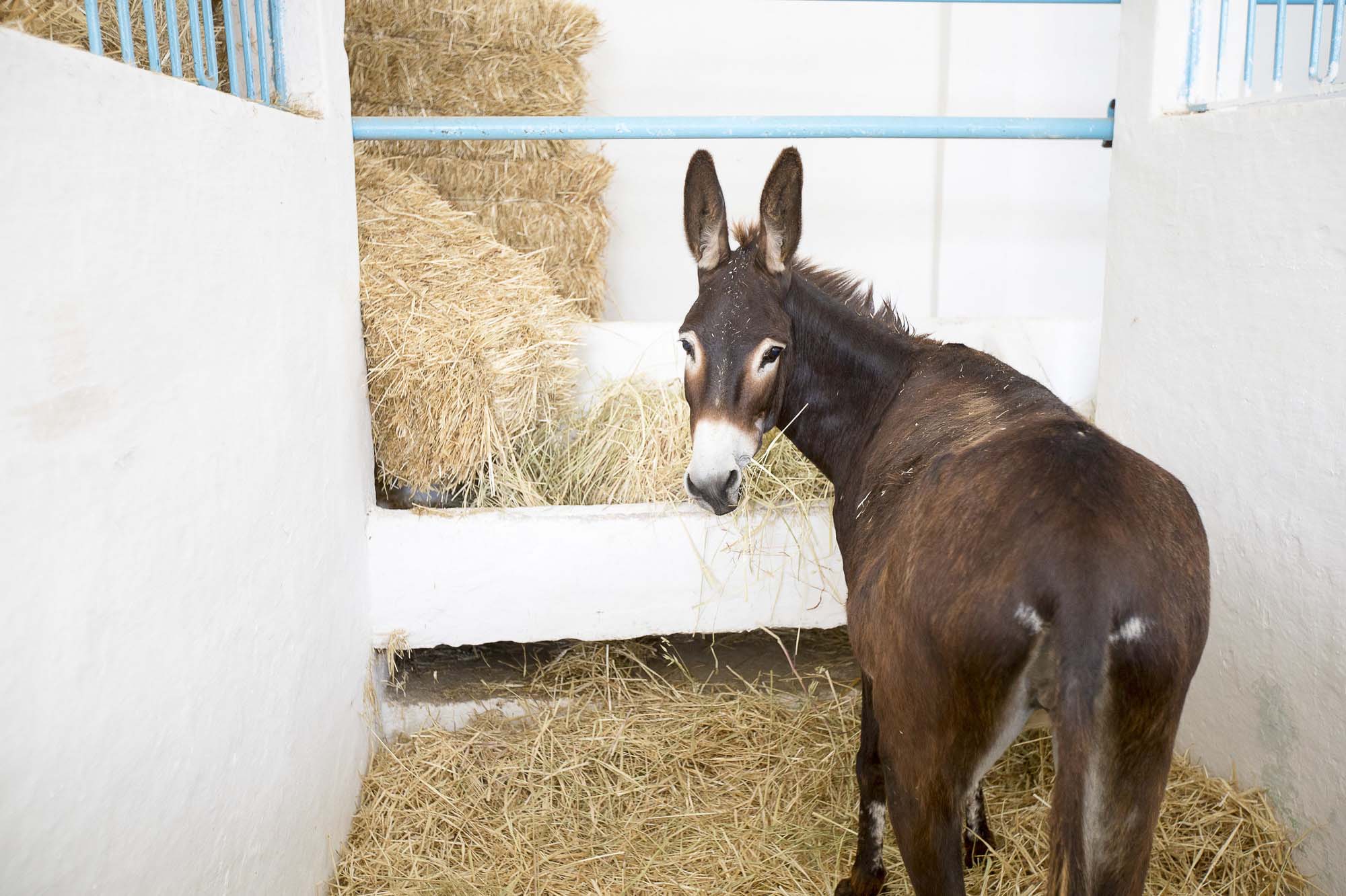 brown-donkey-eating-hay.jpg