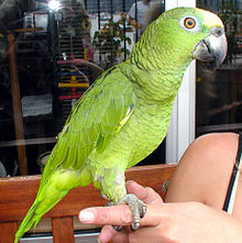 220px-Amazon.parrot.arp.jpg